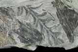 Fossil Flora (Neuropteris & Alethopteris) Plate - Kentucky #142393-1
